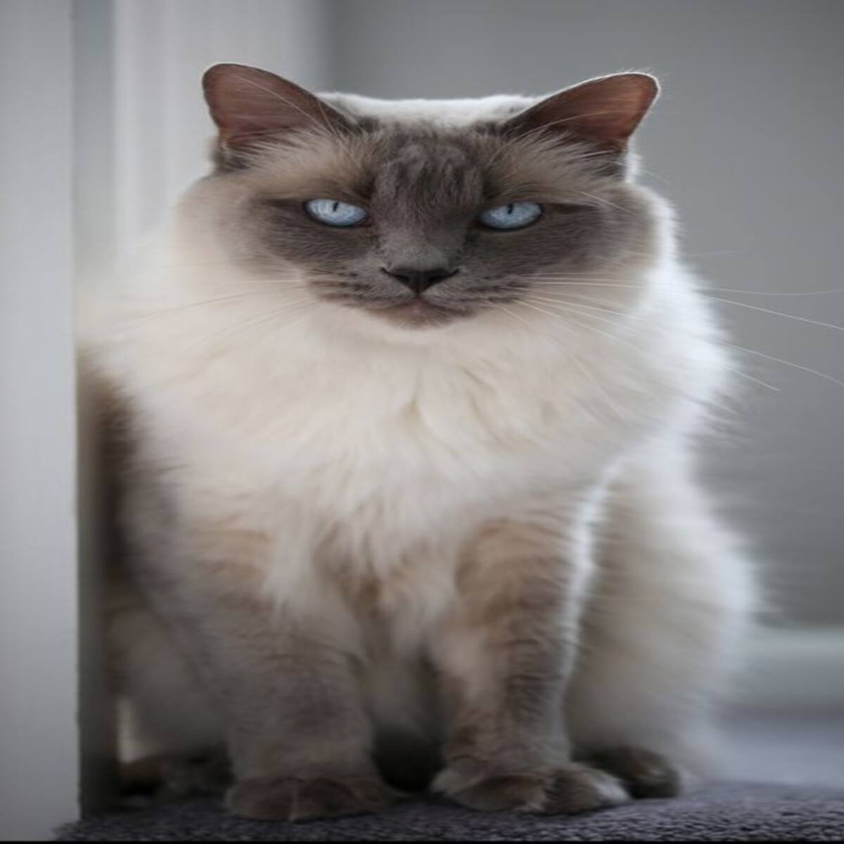 Top 10 2025 smartest cat breeds