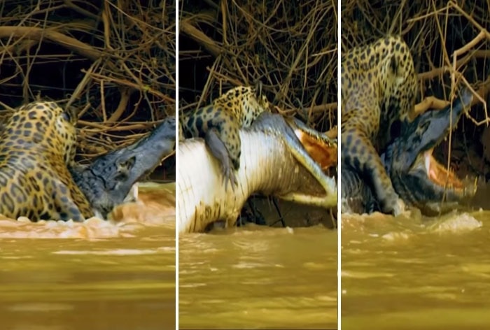 Magarmach Jaguar Ki Ladai: पानी में उतरा और मुंह में दबोच लाया मगरमच्छ, हैरान कर देगी जैगुआर की ताकत | देखिए Video