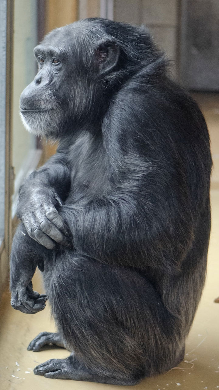 10 Animals That Eat Their Own Babies