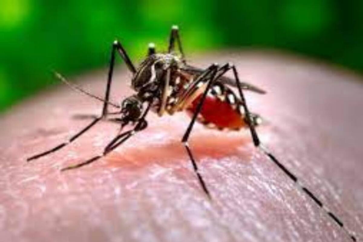 dengue hemorrhagic fever virus