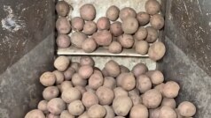 Video Of Potato Chips Being Made In A Factory Goes Viral; Netizens Reaction Will Leave You In Splits