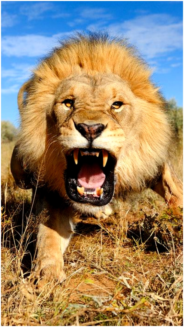Wild Beasts That Can Kill Lion Any Time