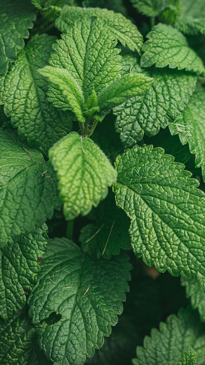 10 Side Effects of Pudhina or Mint Leaves