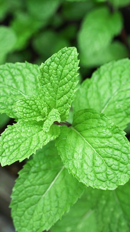 10 Side Effects of Pudhina or Mint Leaves