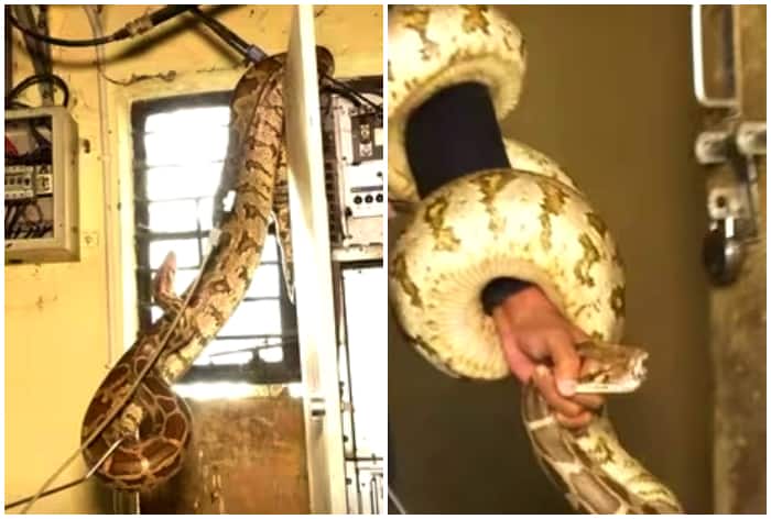 Huge Pythons Found Inside Substation, One Bites Rescuer | Watch
