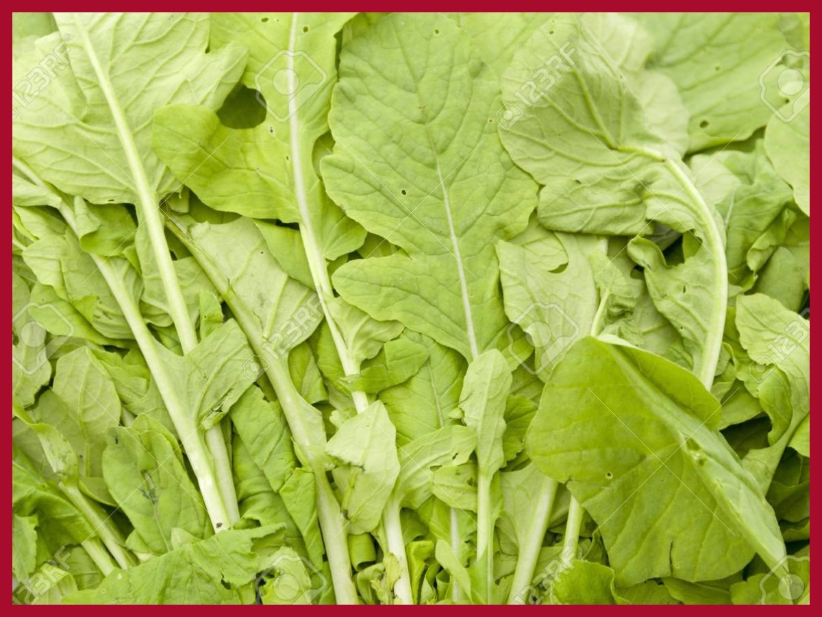Radish Leaves Benefits मूली के पत्ते खाने के 10 फायदे क्या हैं?