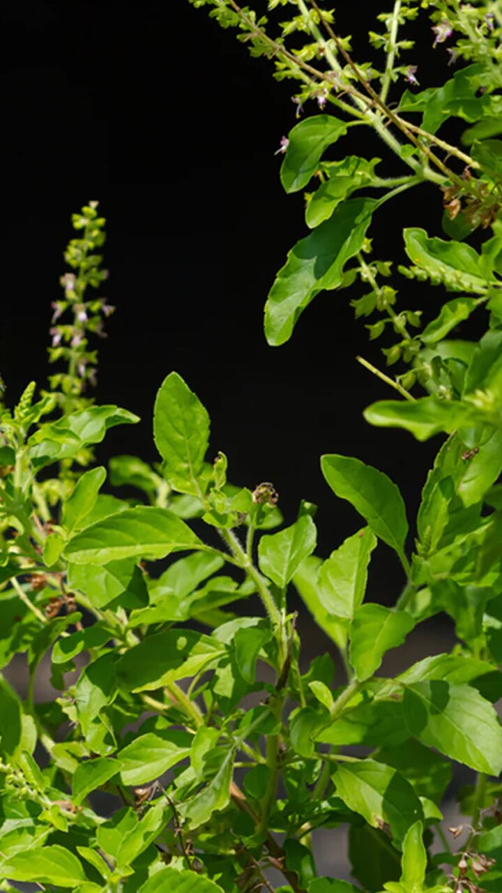 10 Side Effects of Consuming Tulsi Leaves