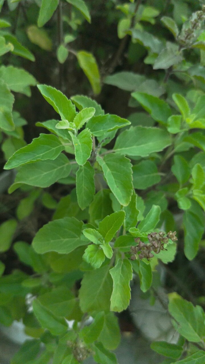 10 Side Effects of Consuming Tulsi Leaves