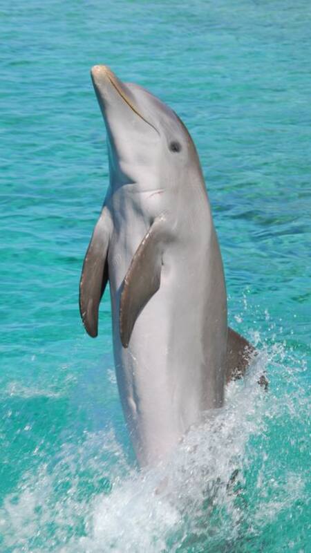Top 10 Cutest Dolphin Breeds In The World