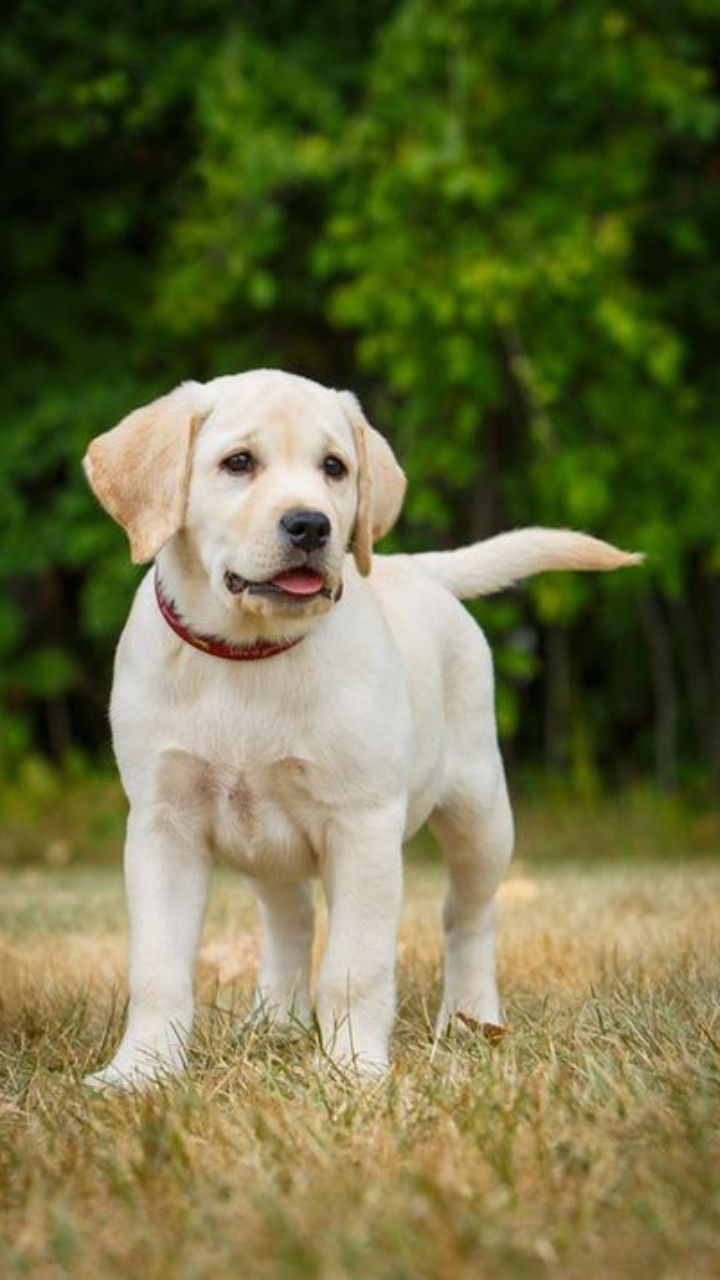 10 Dog Breeds That Are Most Versatile