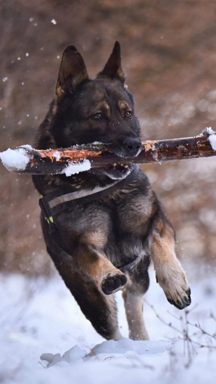 10-most-brave-dog-breeds-in-the-world