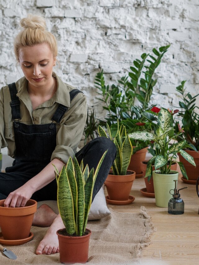 11 Indoor Plants for FirstTime Gardeners Can Grow Easily