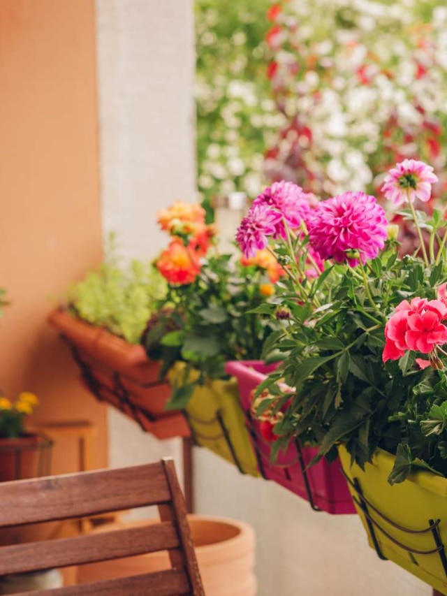 6 Best Balcony Plants for Winter