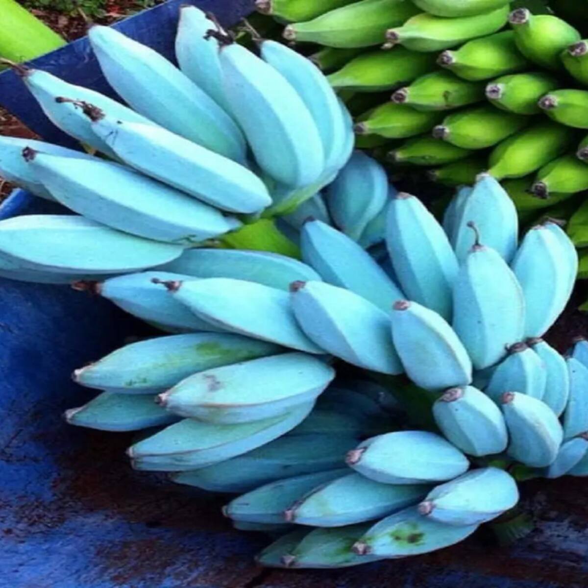 Banana variety-Blue Java. Advantages and disadvantages