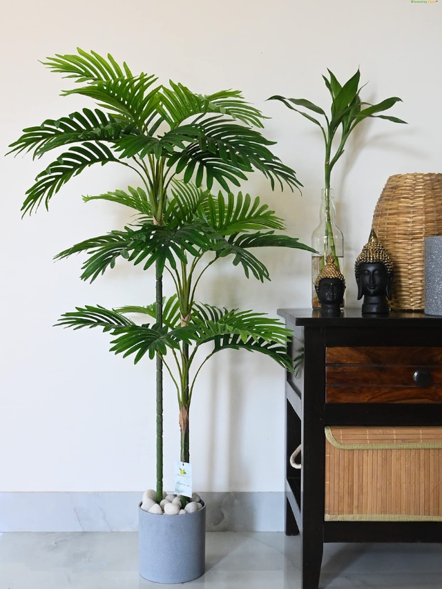 8 Best Tall Houseplants With Patterns