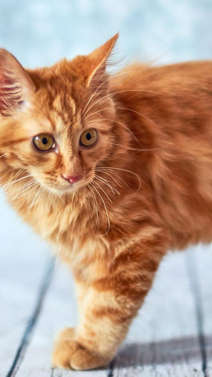 10 Largest Domestic Cat Breeds In The World