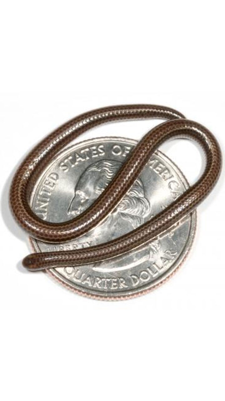 top 10 smallest snakes in india