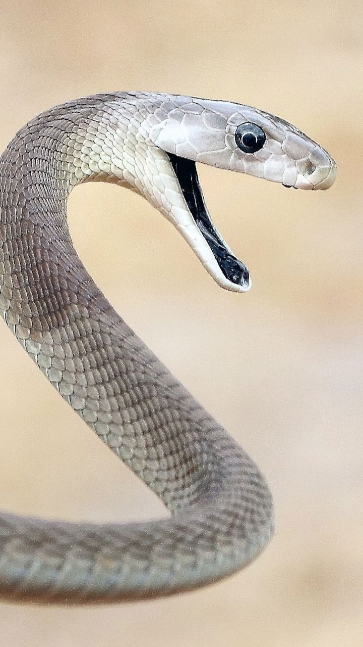 BEWARE: 10 Snakes That Bite The Most