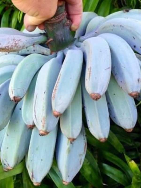 7 Benefits of the Blue Java Banana