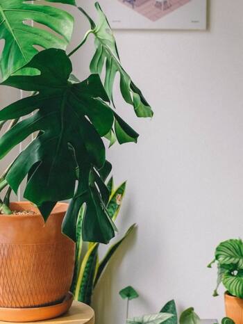 Vastu Tips: 9 Plants to AVOID Keeping At Home