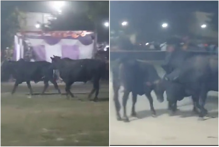 WATCH: Stray Bulls Turn Fairground Into Battleground Ahead Of Ravana Dahan In UP's Chandauli