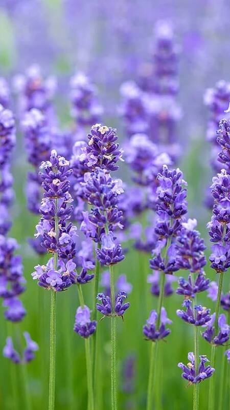 Munstead English Lavender Plants For Sale