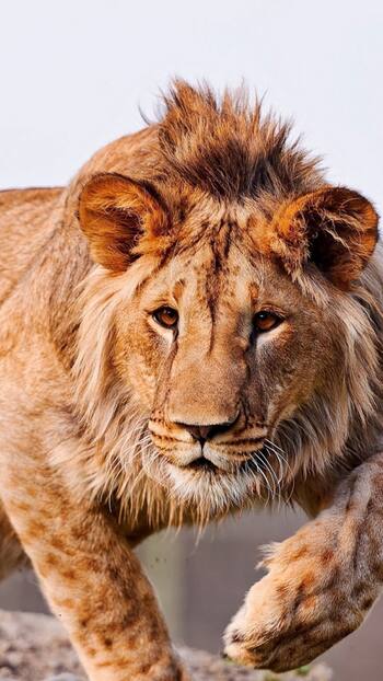 Top 10 Crossbreed Animals You Won't Believe Actually Exist