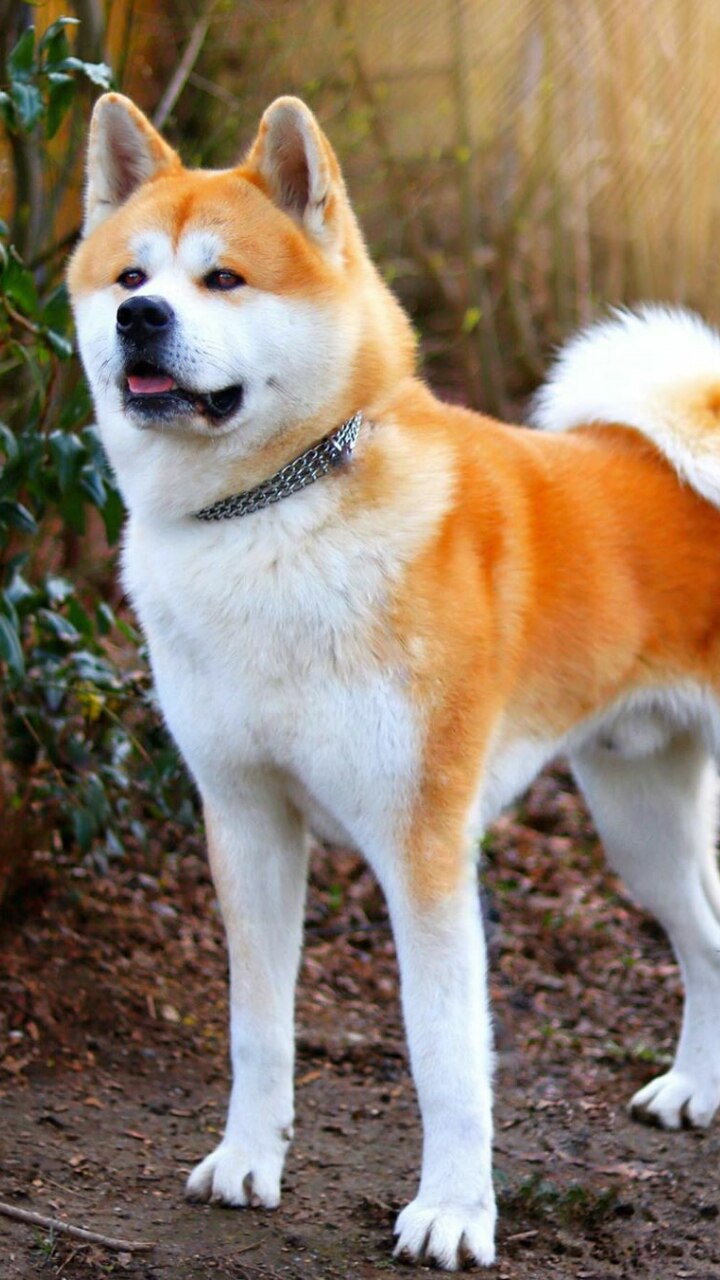 10 Dog Breeds That Can Kill Humans