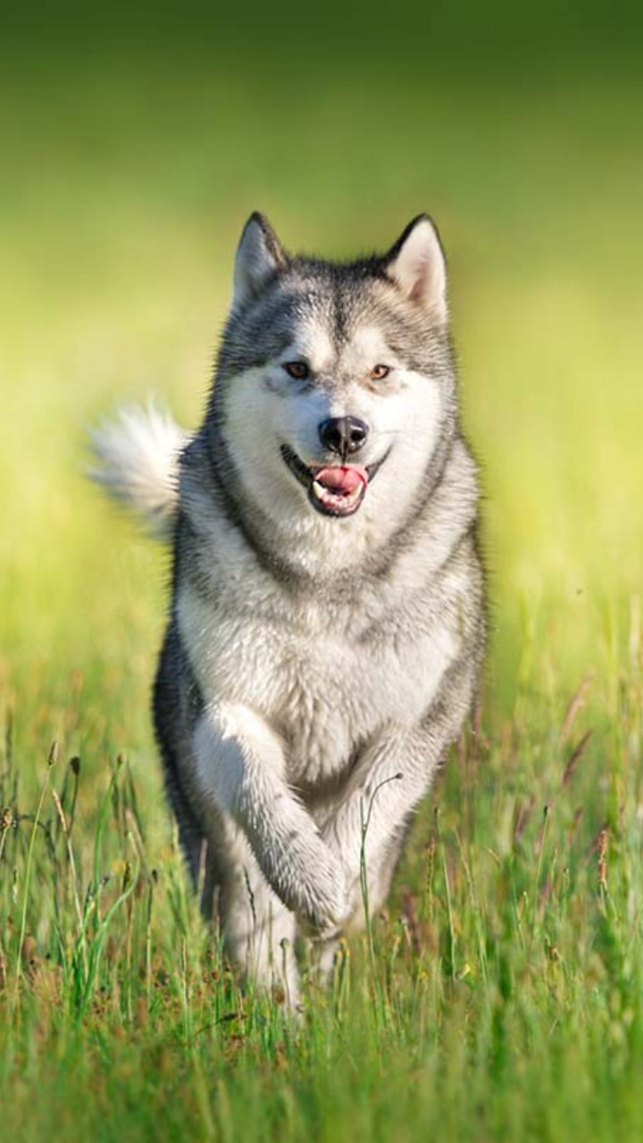 Alaskan malamute best sale are they dangerous