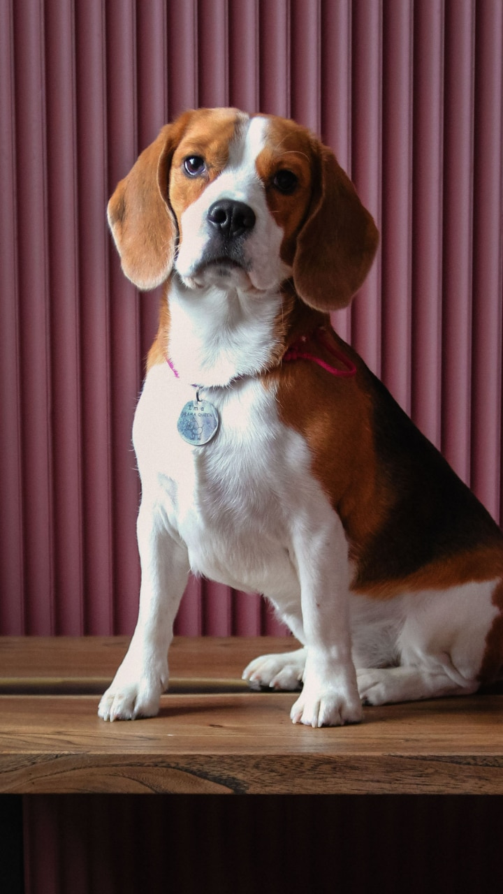 Beagle sales and cats