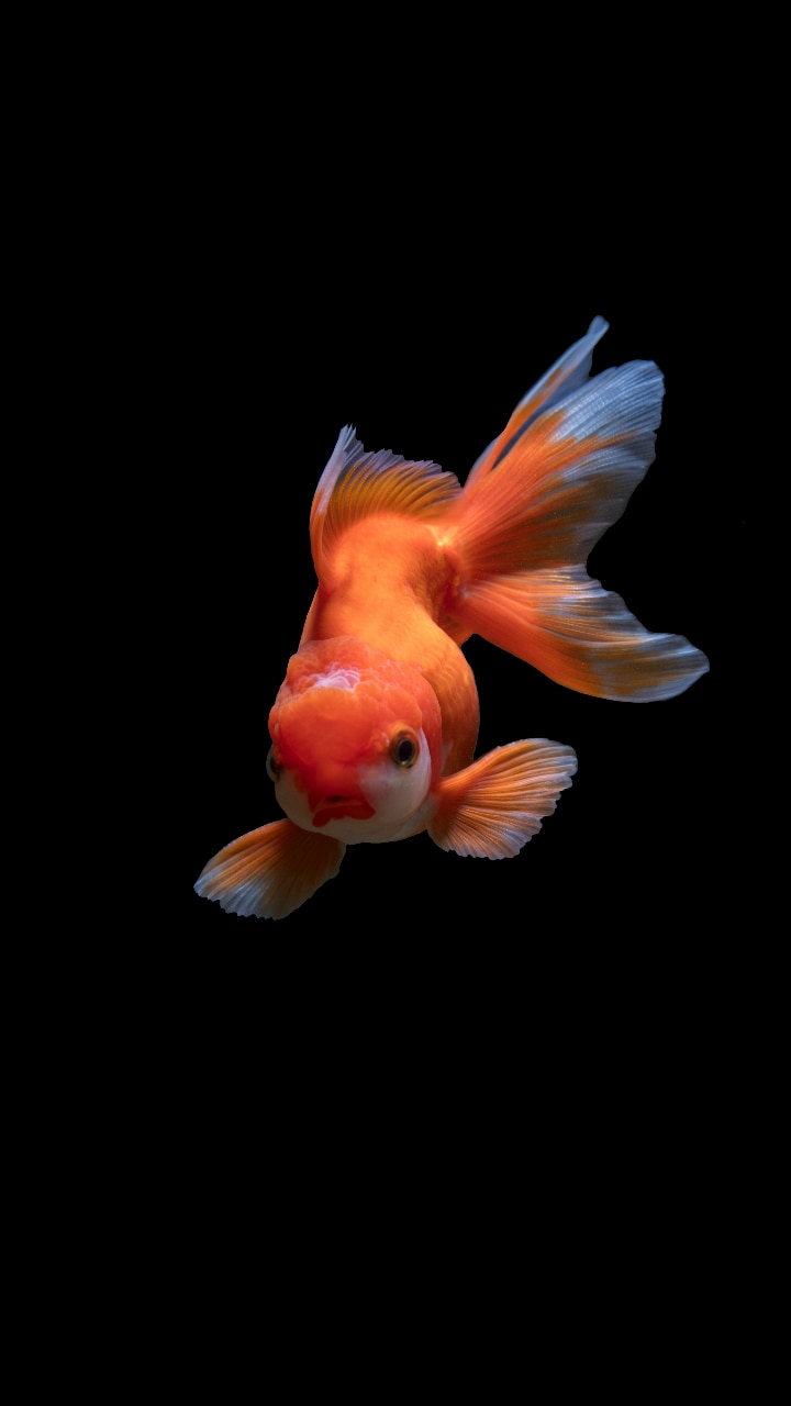 10 Cheapest Pets You Can Own