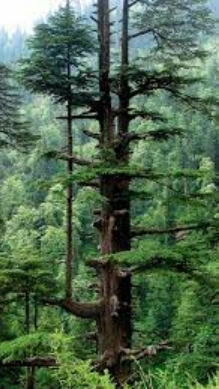 BEWARE These 10 Plants Attract Snakes To Your House