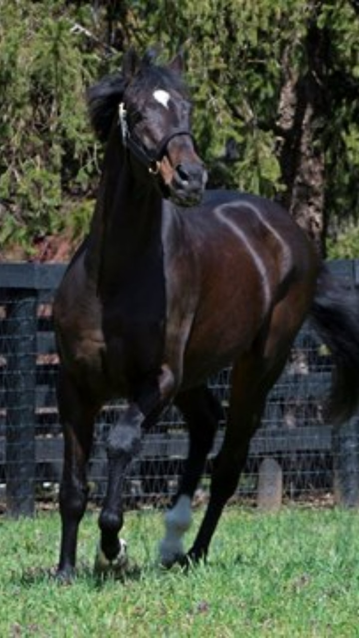 10 Most Expensive Horses Ever In The World