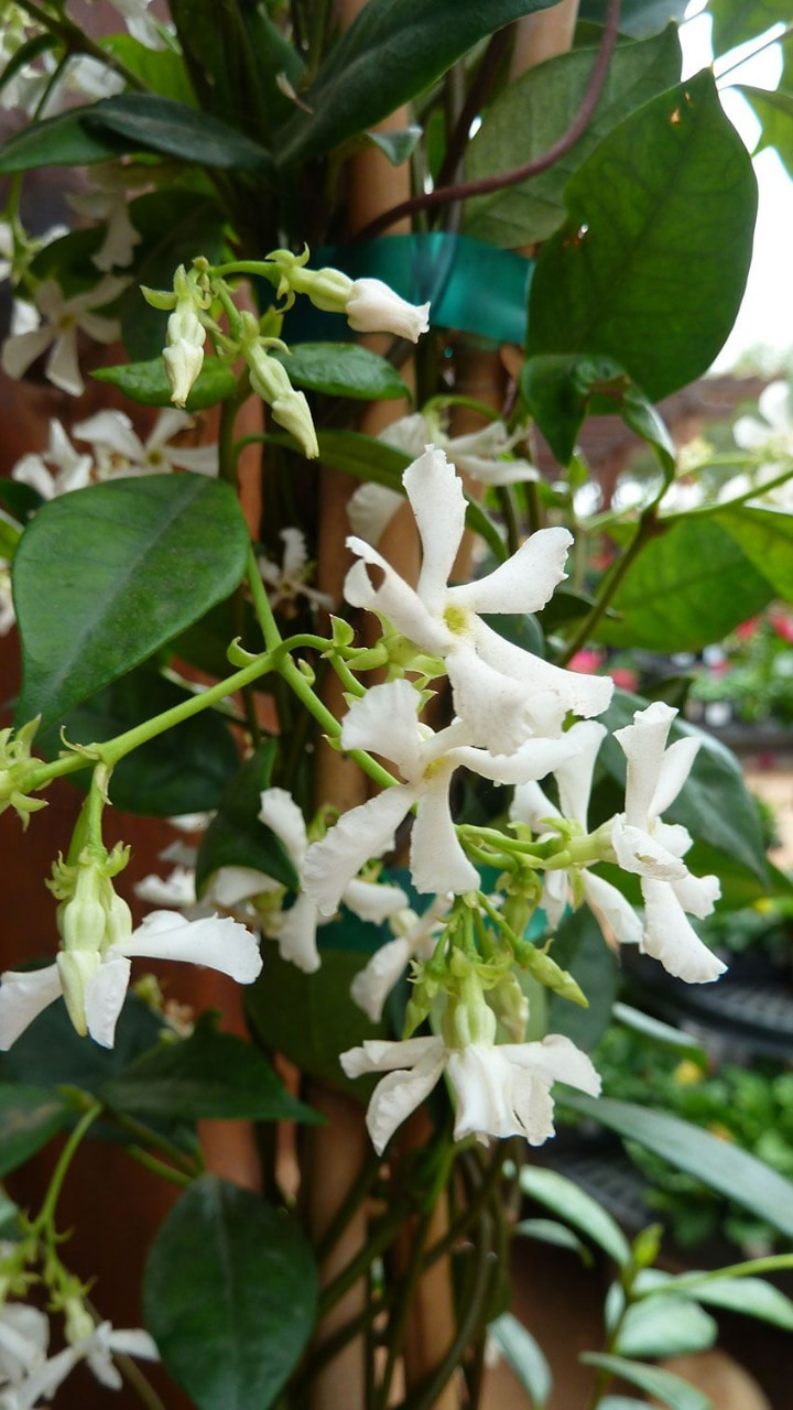BEWARE: These 10 Plants Attract Snakes To Your House