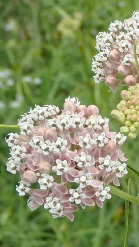 BEWARE: These 10 Plants Attract Snakes To Your House