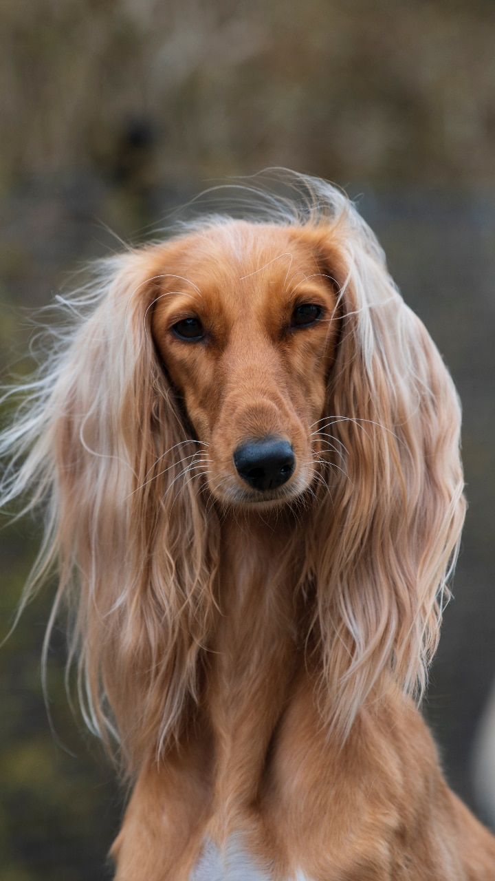 Attractive 2024 dog breeds