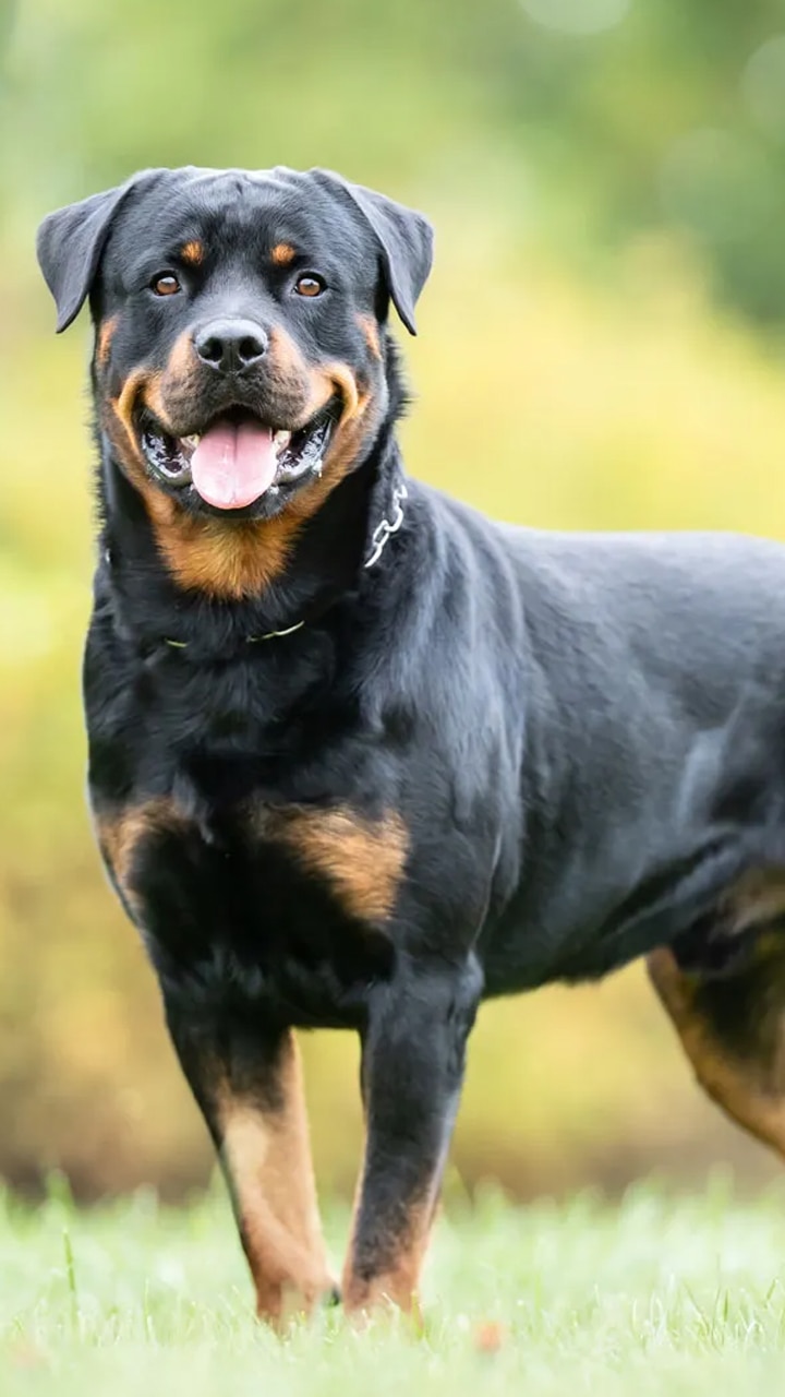 Powerful dog hot sale breeds