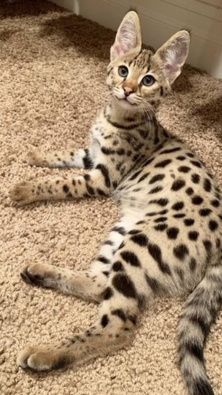 Savannah cat hot sale jumping