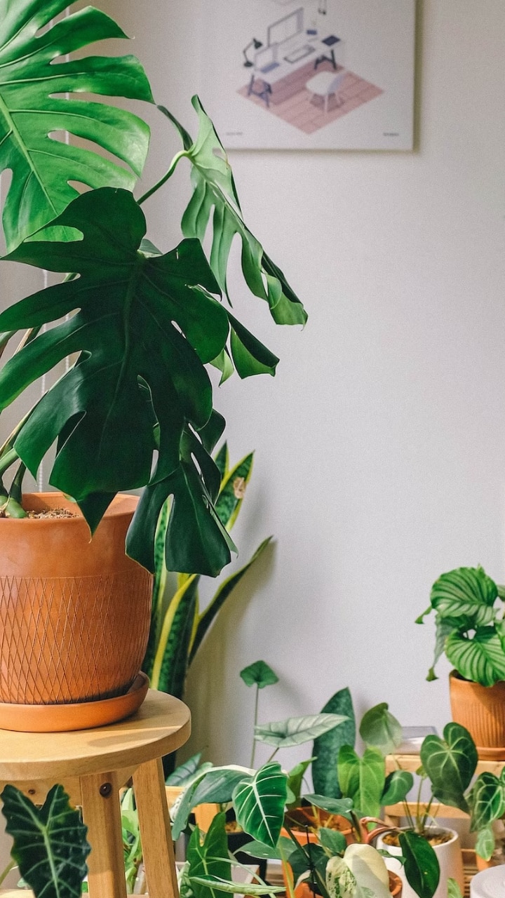 Vastu Tips 9 Plants to AVOID Keeping At Home