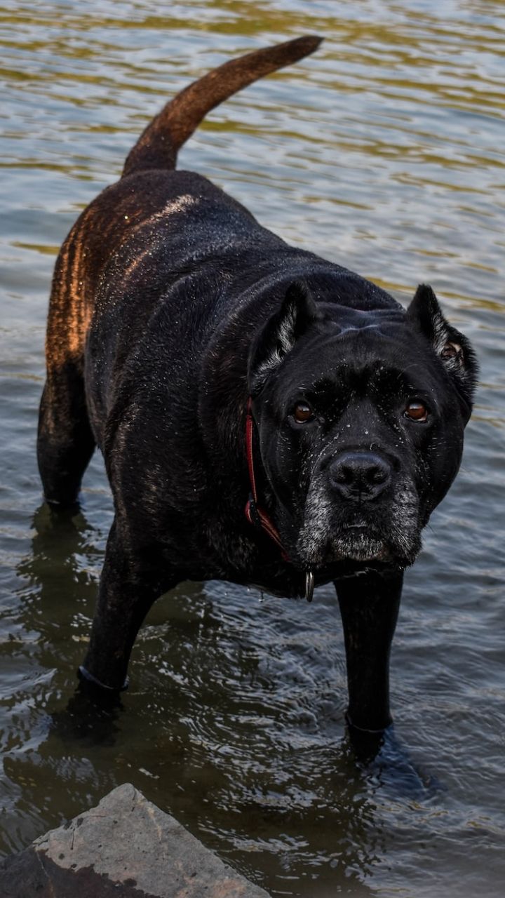 Cane corso sale hunting lions