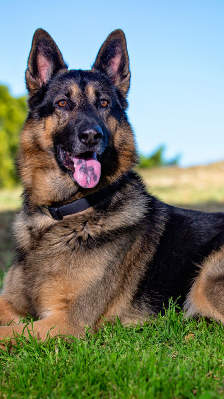 10 Most Loyal Dog Breeds In The World