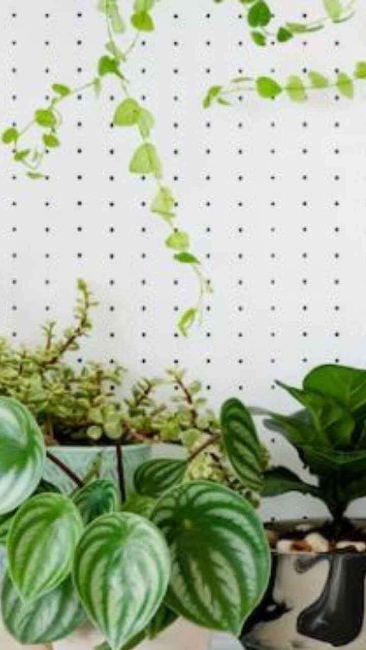 8 Indoor Plants to Keep Your Surroundings Calm