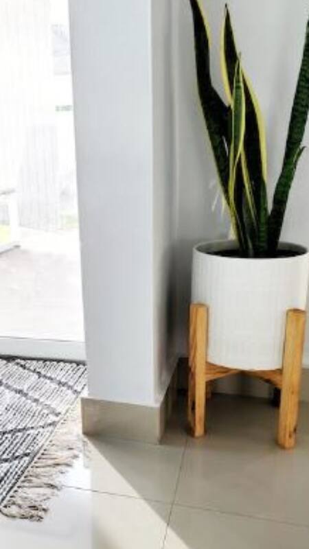 snake plant german Sansevieria zeylanica - Snake Plant - Quality Houseplants | Hortology