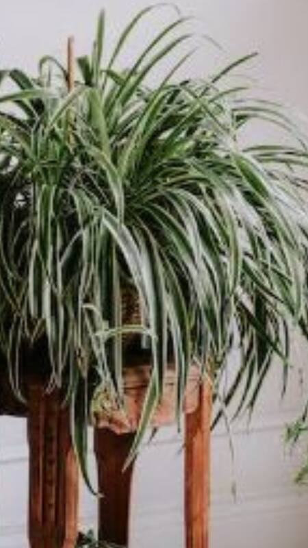 8 Indoor Plants That Release Oxygen At Night