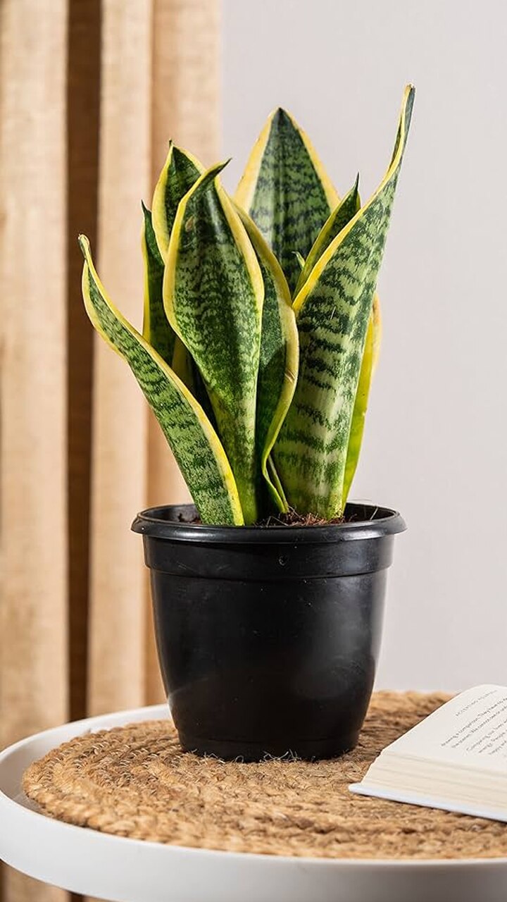 Plants on study table hotsell