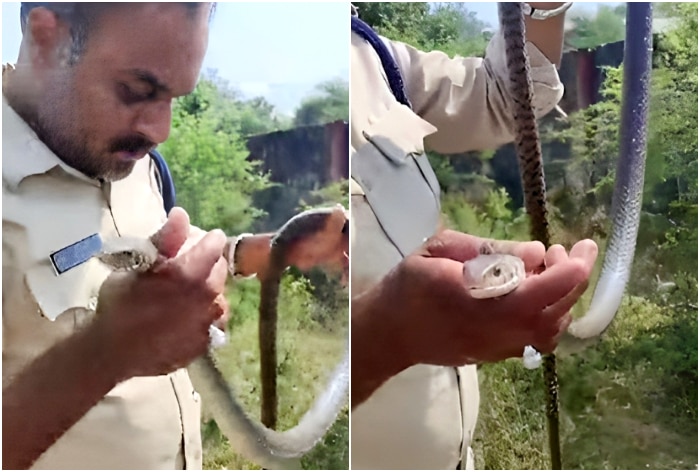 Watch: MP Cop Gives CPR To Unconscious Snake; Check What Happens Next