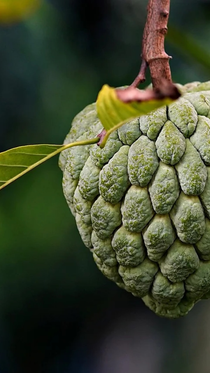 9 Benefits of Eating Custard Apples During Winters