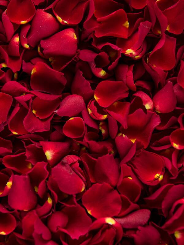 6 Benefits of Eating Rose Petals for Health and Well being