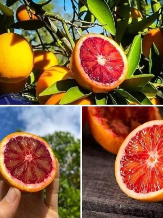 6 Health Benefits of Malta Fruit