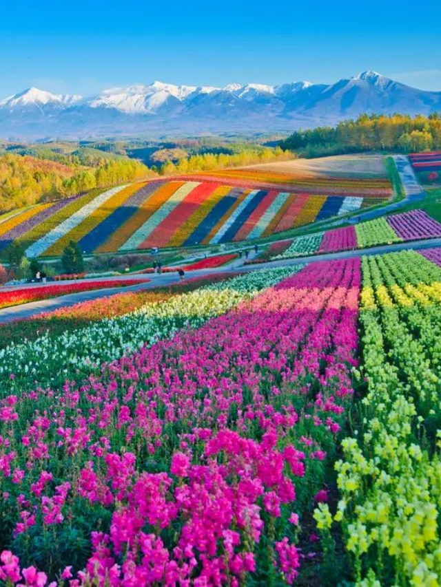 7 Flowers That Will Improve Your Mental Health